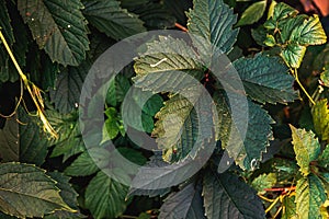 Green grape leaves in vineyard. Inspirational natural floral spring or summer farming green garden background. Viticulture wine