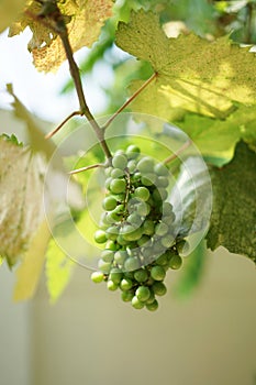 Green grape