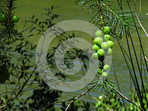 Green, grape-like fruit of the Geebung