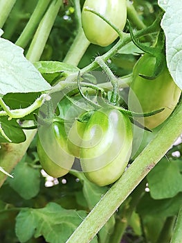 Green Grape Tomatoes in a vegetable garden