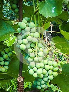 Green grape variety Lidia photo