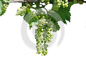 Green grape vine