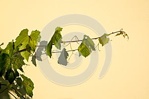 Green Grape Vine Clinging To A Yellow Stone Wall