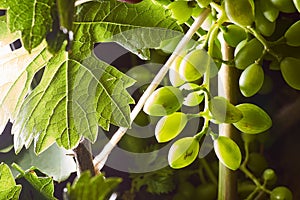 Green grape vine growing in green leaves. Close-up.With copy space