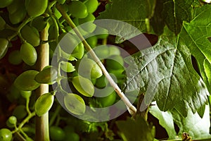 Green grape vine growing in green leaves. Close-up.With copy space