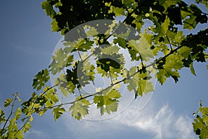 Green Grape Vines