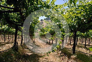 Green Grape Vines