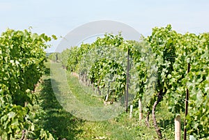 Green grape vines