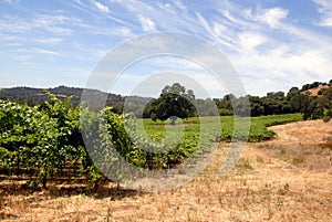 Green Grape Vines