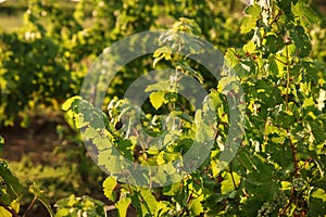 Green grape vines growing in vineyard