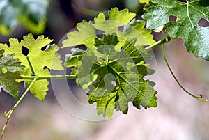 Green Grape Vines and Leaves