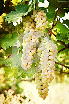 Green grape on vineyard