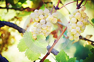 Green grape on vineyard