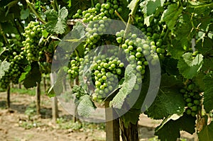 Green grape vineyard