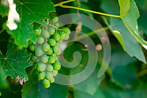 Green grape Vitis vinifera