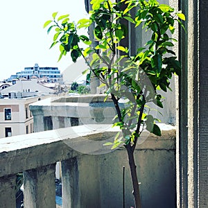 green grapefruit foliage against blue sky