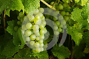 Green Grapes