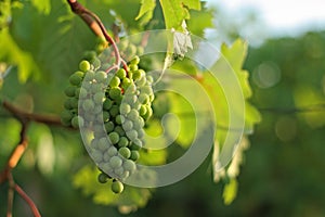 Green grapes