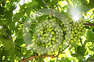 Green grapes