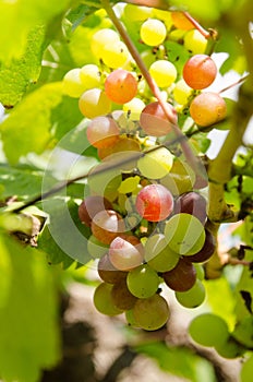 Green grapes