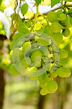 Green grapes