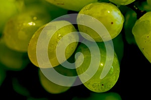 Green Grapes