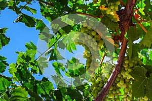 Green grapes