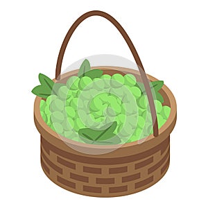 Green grapes basket icon, isometric style