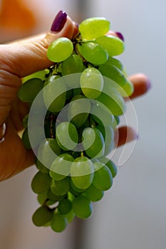 Green grapes in a bowl