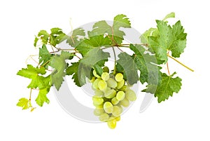 Green grapes on branch