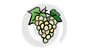 green grapes bunch color icon animation