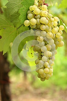 Green grapes cluster