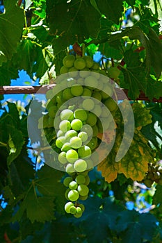 Green grapes cluster