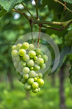 Green grapes during a fine summer evening