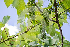 Green grapes Flowers and gardens vegetation Grape Vine photo