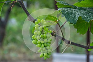 Green grapes Flowers and gardens vegetation photo