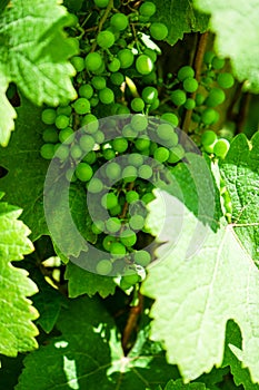 Green grapes fruit of Vitis vinifera, grape vine and green leaves in wineyard