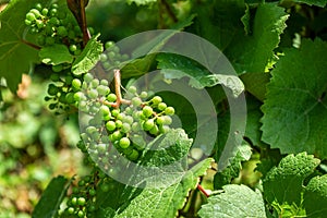 Green grapes fruit of Vitis vinifera, grape vine and green leaves in wineyard