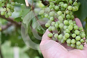 Green grapes from good care in women hand with garden natural.