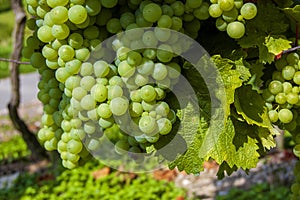 Green Grapes on a grapevine field