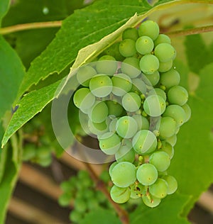 Green grapes on grapevine with green leaves. photo