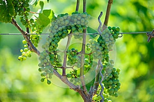 Green grapes growing on the grape vines