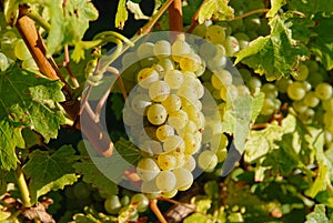 Green grapes growing in a New Zealand vineyard
