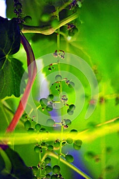 Green GRAPES  growing on the tree.