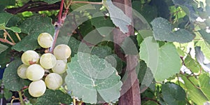 Green grapes growing in vineyard