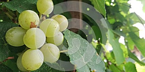 Green grapes growing in vineyard