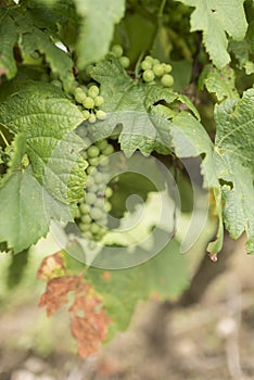 Green grapes in a vineyard dedicated to wine production in Carmelo, Uruguay photo