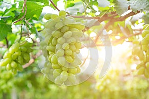 Green grapes hanging on a bush, Damnoen Saduk, Ratchaburi Province. Thailand