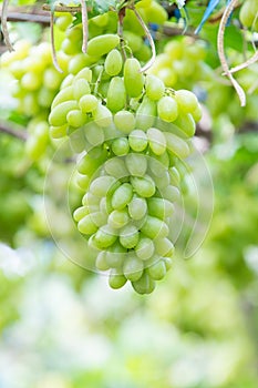 Green grapes hanging on a bush, Damnoen Saduk, Ratchaburi Province. Thailand