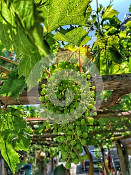 Green grapes hanging ready to be consume